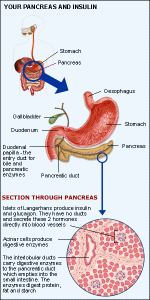 pancreas_islets.gif